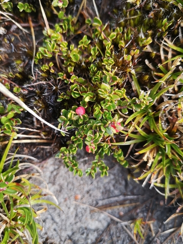 Gaultheria antarctica