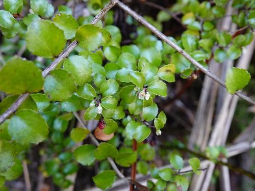 Gaultheria antipoda (Snowberry) — photo