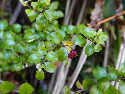 Gaultheria antipoda (Snowberry) — photo