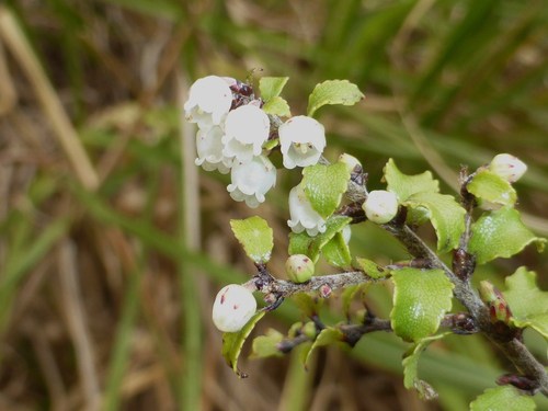 Gaultheria antipoda