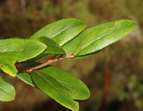 Gaultheria appressa (Snowberry) — photo