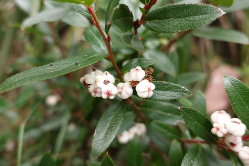Gaultheria appressa