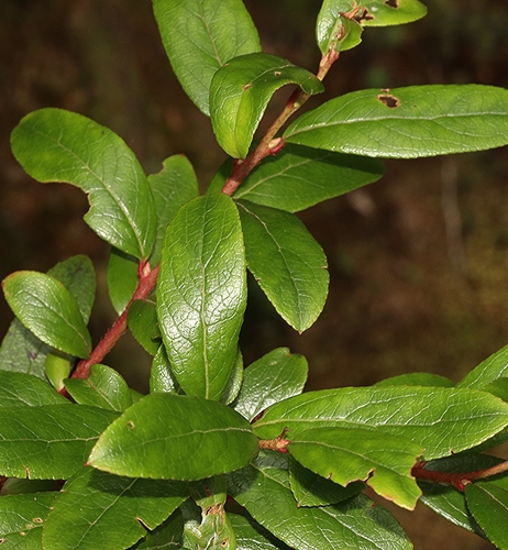 Gaultheria appressa (Snowberry) — photo