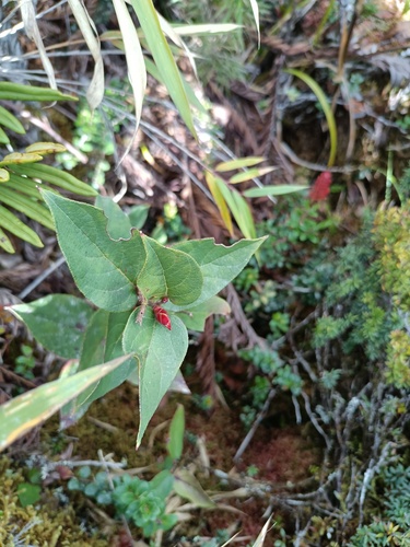 Gaultheria bracteata — photo