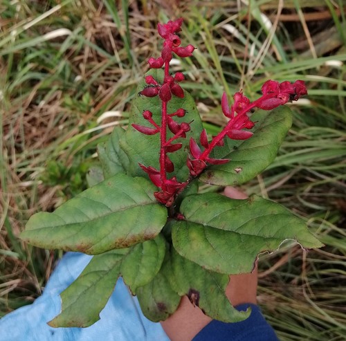 Gaultheria bracteata — photo