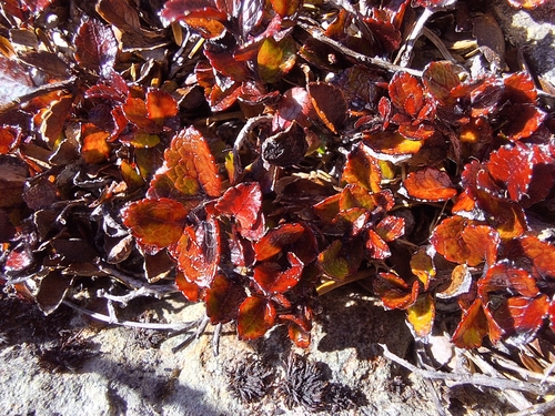 Gaultheria depressa (Creeping waxberry) — photo