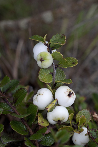 Gaultheria depressa