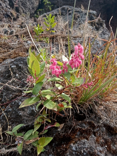 Gaultheria erecta (Erect wintergreen) — photo