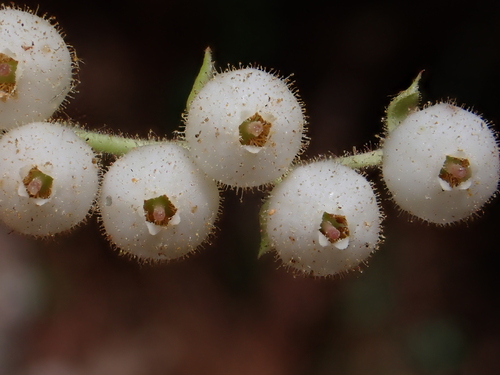 Gaultheria erecta (Erect wintergreen) — photo
