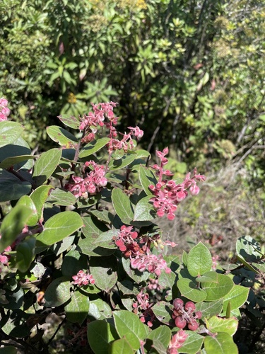 Gaultheria erecta