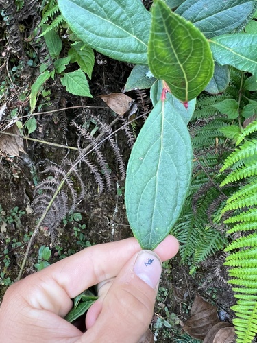Gaultheria fragrantissima (Wintergreen Tea) — photo