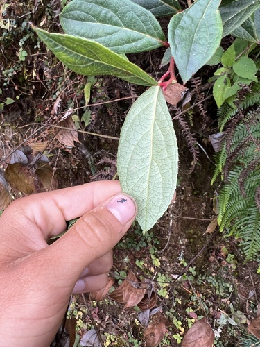Gaultheria fragrantissima (Wintergreen Tea) — photo