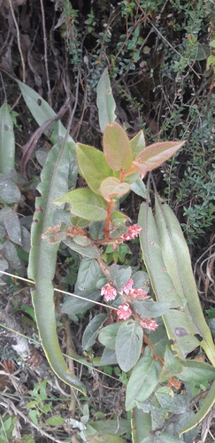 Gaultheria glomerata — photo