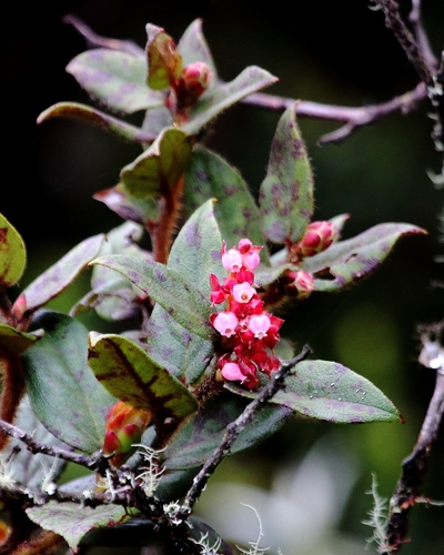 Gaultheria glomerata