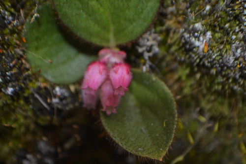 Gaultheria hapalotricha — photo