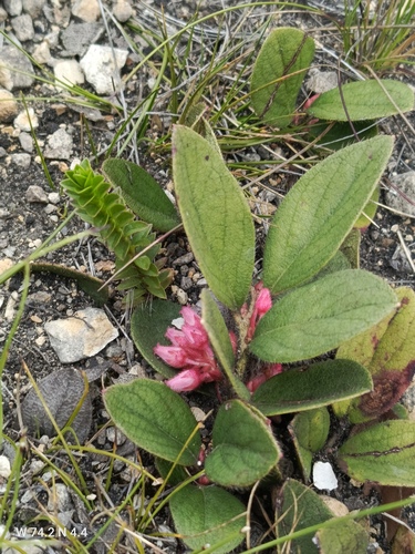 Gaultheria hapalotricha — photo