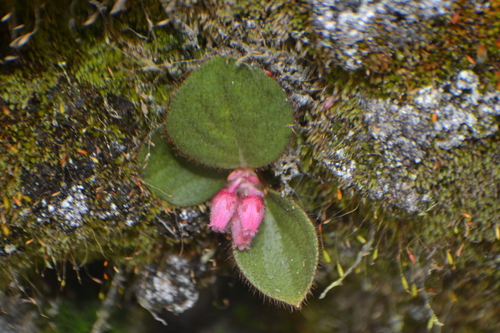 Gaultheria hapalotricha
