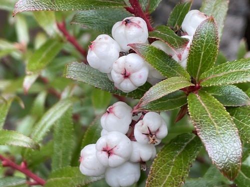 Gaultheria hispida (Copperleaf snowberry) — photo
