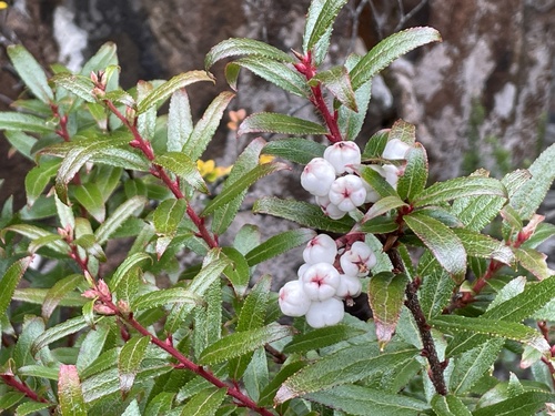 Gaultheria hispida (Copperleaf snowberry) — photo