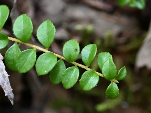 Gaultheria hispidula (Creeping Snowberry) — photo