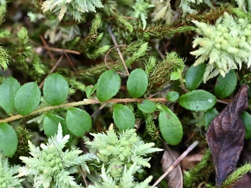 Gaultheria hispidula (Creeping Snowberry) — photo