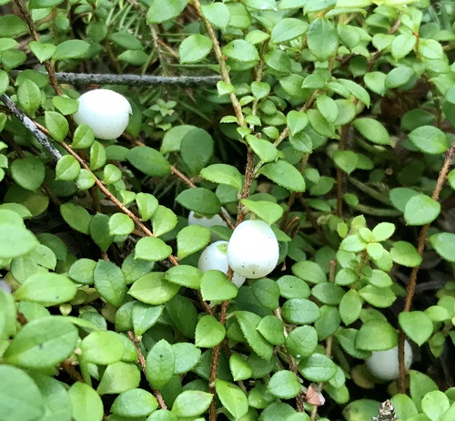 Gaultheria hispidula
