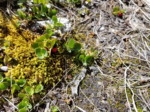 Gaultheria humifusa (Creeping wintergreen) — photo