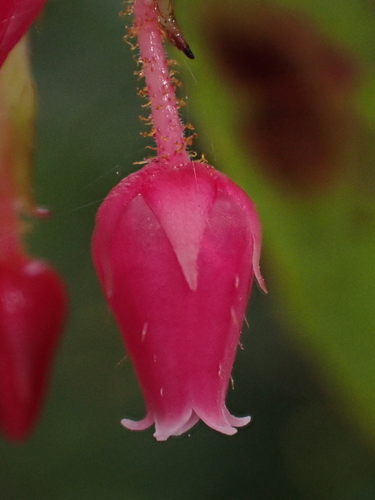Gaultheria insipida — photo