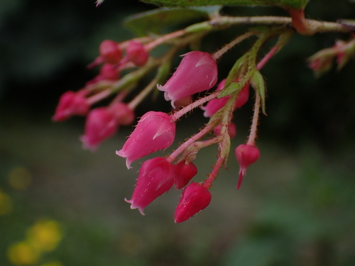 Gaultheria insipida — photo