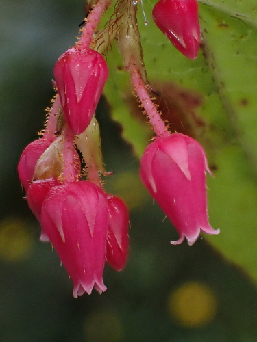Gaultheria insipida