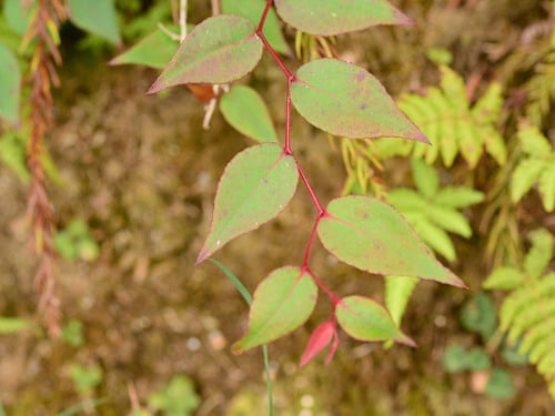 Gaultheria leucocarpa var. crenulata — photo