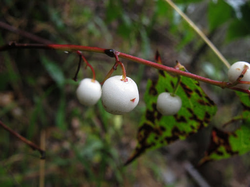 Gaultheria leucocarpa var. crenulata