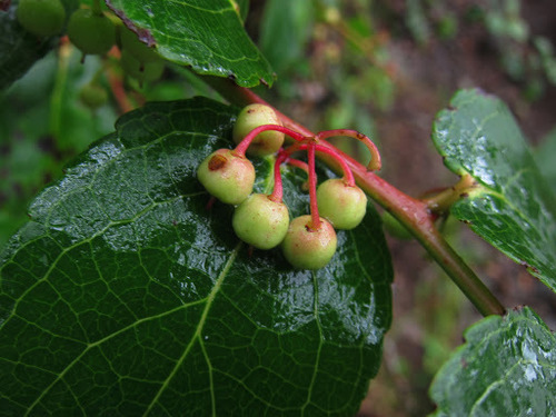 Gaultheria leucocarpa var. cumingiana — photo