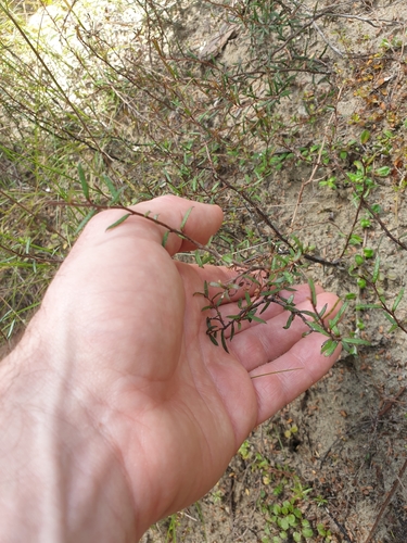 Gaultheria macrostigma (Prostrate snowberry) — photo