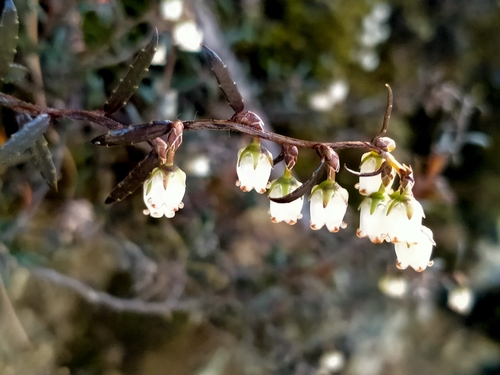 Gaultheria macrostigma (Prostrate snowberry) — photo