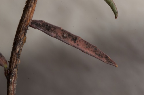Gaultheria macrostigma