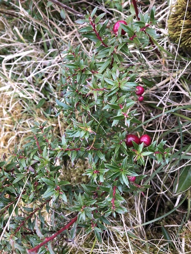 Gaultheria mucronata (Prickly heath) — photo