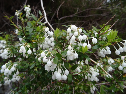 Gaultheria mucronata (Prickly heath) — photo