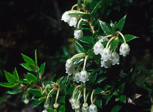 Gaultheria mucronata