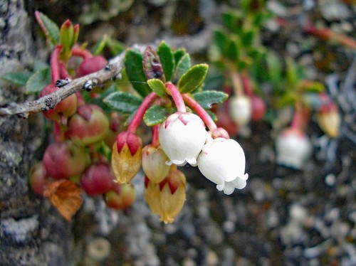 Gaultheria myrsinoides (Manzana) — photo
