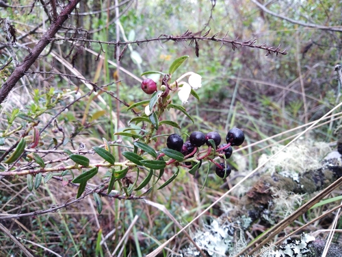 Gaultheria myrsinoides (Manzana) — photo