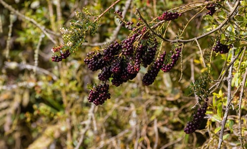 Gaultheria myrsinoides