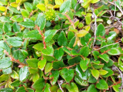Gaultheria nummularioides (Coinwort snowberry) — photo