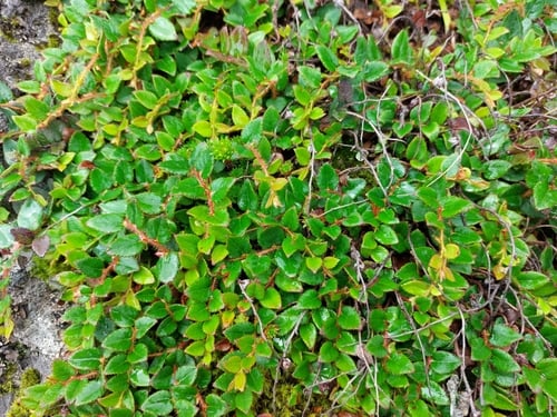Gaultheria nummularioides (Coinwort snowberry) — photo