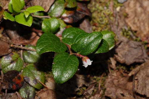 Gaultheria ovatifolia (Mountain checkerberry) — photo