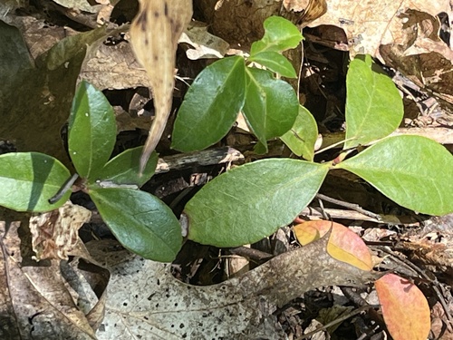 Gaultheria procumbens (Wintergreen) — photo