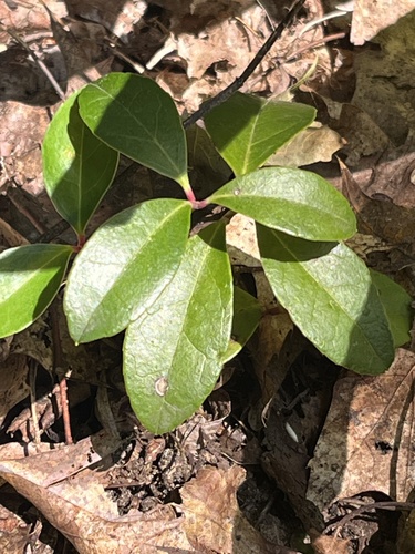 Gaultheria procumbens (Wintergreen) — photo