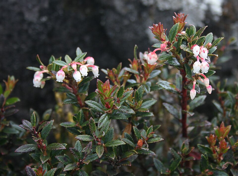 Gaultheria prostrata (Guagra sacha) — photo