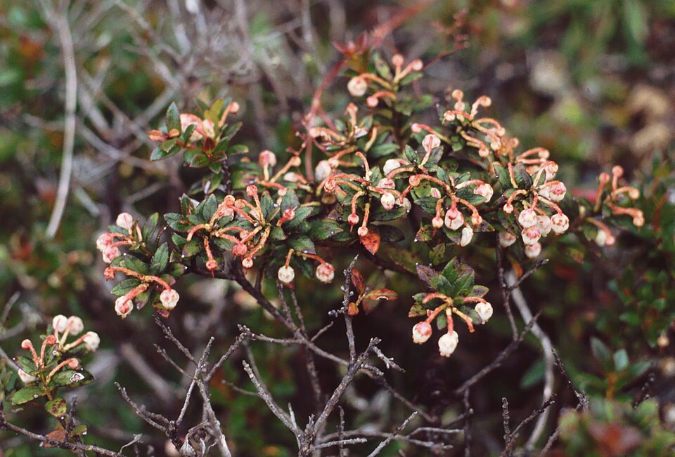 Gaultheria prostrata