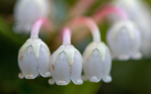 Gaultheria pumila (Chaura) — photo